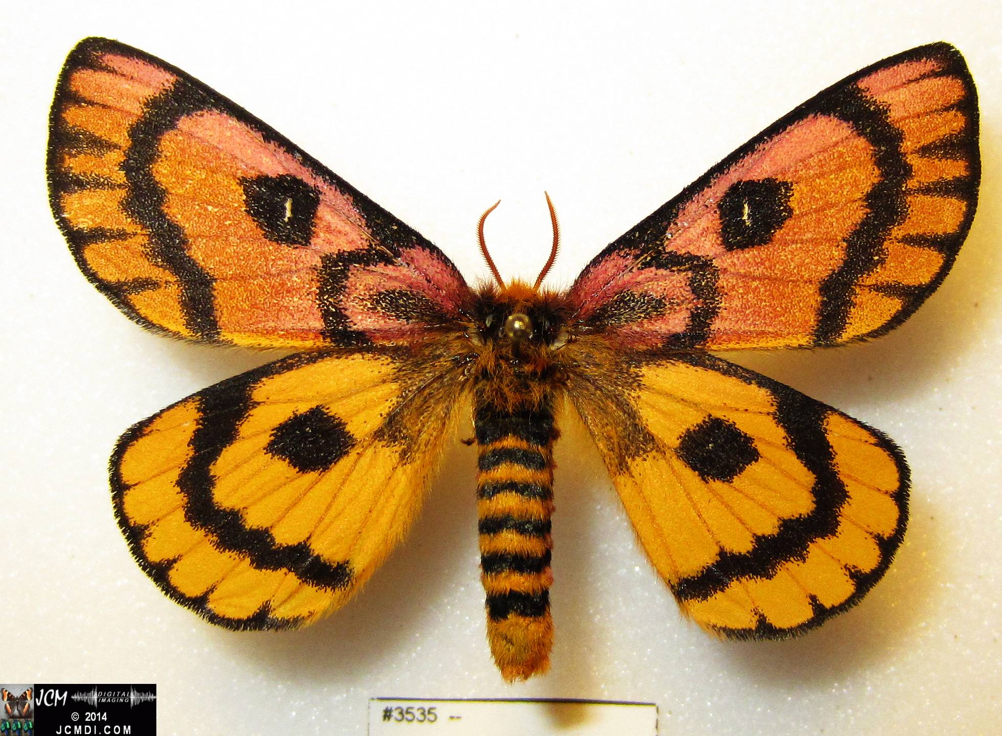 Hemileuca eglanterina female (Blue Ridge population San Gabriel mts California)